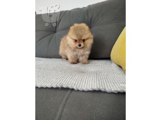 Όμορφα κουτάβια Pomeranian Spitz